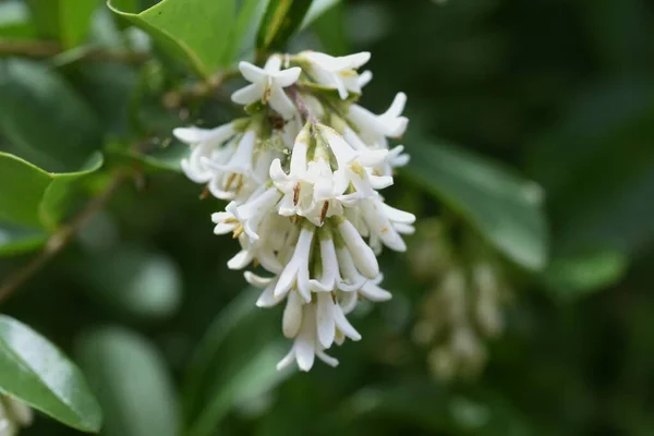 Privet Ligustrum Obtusifolium Blommor Oleaceae Lövbuske — Stockfoto