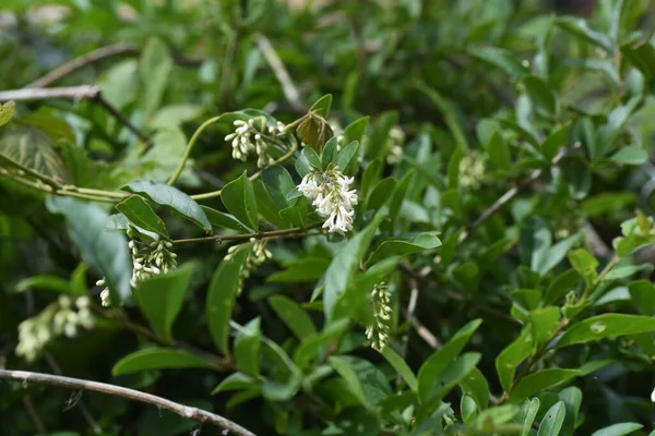 Privet Ligustrum Obtusifolium Flores Oleaceae Arbusto Caducifolio —  Fotos de Stock