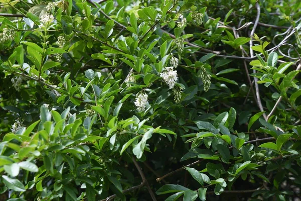 Privet Ligustrum Obtusifolium Květiny Oleaceae Listnatý Keř — Stock fotografie