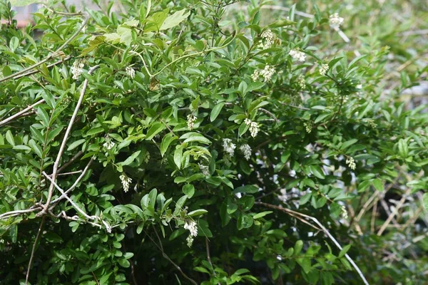 Liguster Ligustrum Obtusifolium Blüht Laubbaum Oleaceae — Stockfoto