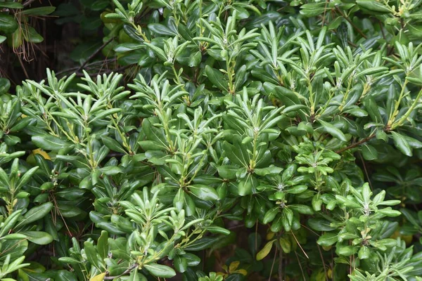 Japanse Kaashout Pittosporum Tobira Bloeit Pittosporaceae Groenblijvende Struik Strandplanten — Stockfoto