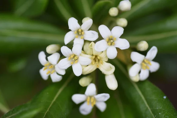 Japon Cheesewood Pittosporum Tobira Çiçekleri Pittosporaceae Her Zaman Yeşil Çalı — Stok fotoğraf