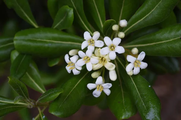 Kwitnie Japoński Ser Pittosporum Tobira Pittosporaceae Wiecznie Zielony Krzew Rośliny — Zdjęcie stockowe