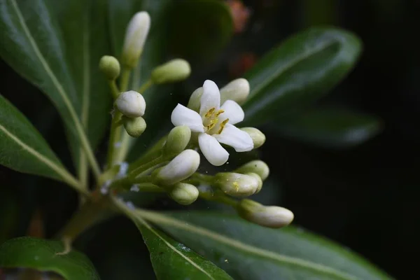 Fromage Japonais Pittosporum Tobira Fleurit Pittosporaceae Arbuste Feuilles Persistantes Plantes — Photo