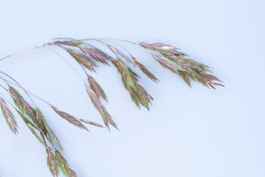 Kurtarma otu (Bromus katarticus). Poaceae otu.