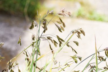 Kurtarma otu (Bromus katarticus). Poaceae otu.