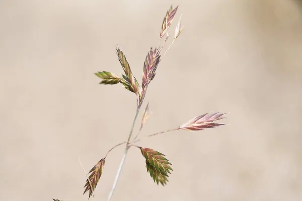 구한다 Bromus Catharticus — 스톡 사진