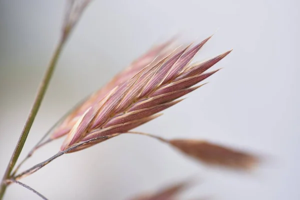 Rescue Grass Bromus Catharticus Poaceae Grass — Stock Photo, Image