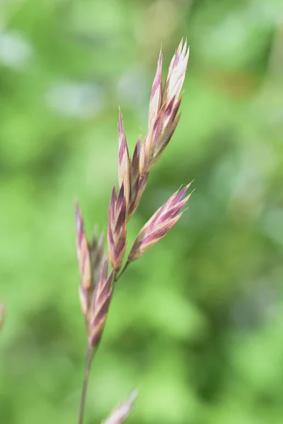 Hierba Rescate Bromus Catharticus Hierba Poaceae — Foto de Stock