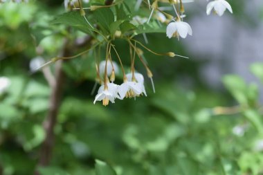 Japon kar zili (Styrax japonica) çiçekleri. Biçimsel yaprak döken ağaç.