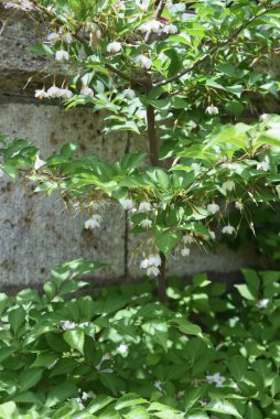 Japon kar zili (Styrax japonica) çiçekleri. Biçimsel yaprak döken ağaç.