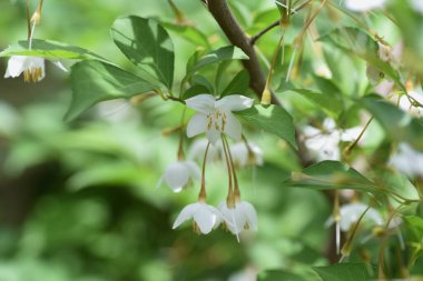 Japon kar zili (Styrax japonica) çiçekleri. Biçimsel yaprak döken ağaç.