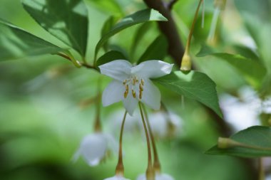 Japon kar zili (Styrax japonica) çiçekleri. Biçimsel yaprak döken ağaç.