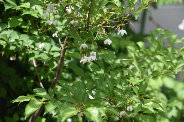 Japanese Snowbell Styrax Japonica Flowers Styracaceae Deciduous Tree — Stock Photo, Image