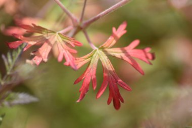 Carolina sardunya yaprakları, çiçekler ve tohumlar.