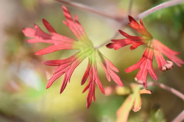 Liście Kwiaty Nasiona Geranium Carolina — Zdjęcie stockowe