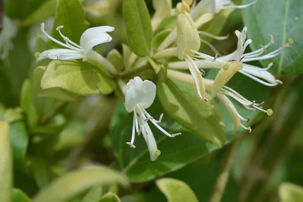 Japońskie Kwiaty Wiciokrzewu Caprifoliaceae Wiecznie Zielone Drzewo Winorośli — Zdjęcie stockowe