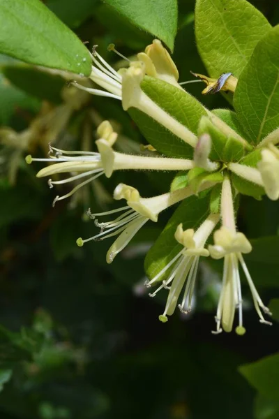 Japońskie Kwiaty Wiciokrzewu Caprifoliaceae Wiecznie Zielone Drzewo Winorośli — Zdjęcie stockowe