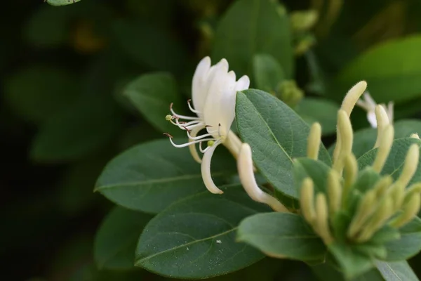 Japanska Kaprifolblommor Caprifoliaceae Evergreen Vine Tree — Stockfoto