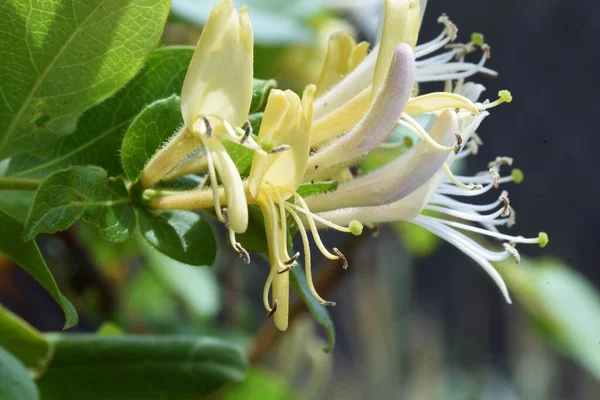 日本のスイカズラの花 葉腋常緑蔓性ツリー — ストック写真