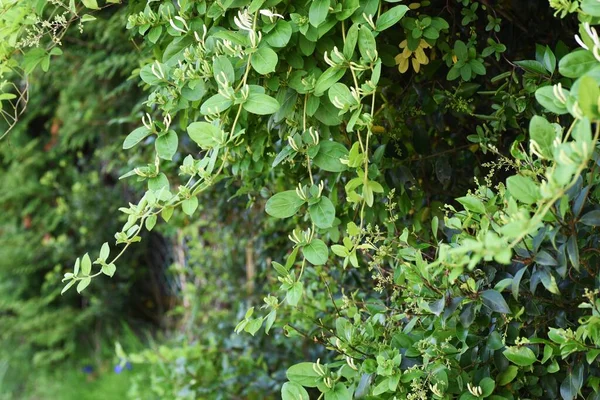 Fiori Caprifoglio Giapponesi Caprifoliaceae Albero Sempreverde Della Vite — Foto Stock