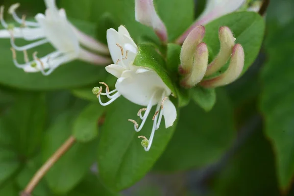 Japanska Kaprifolblommor Caprifoliaceae Evergreen Vine Tree — Stockfoto