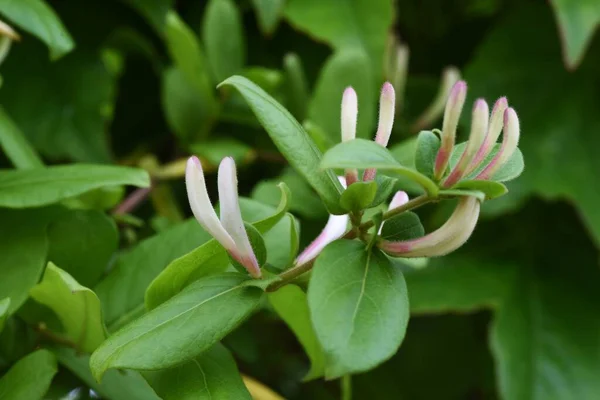 Japanse Kamperfoelie Bloemen Caprifoliaceae Groenblijvende Wijnstok — Stockfoto