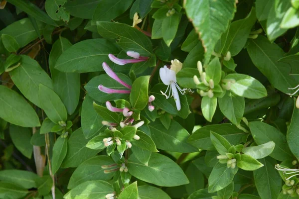 Japanische Geißblatt Blumen Caprifoliaceae Immergrüner Rebbaum — Stockfoto