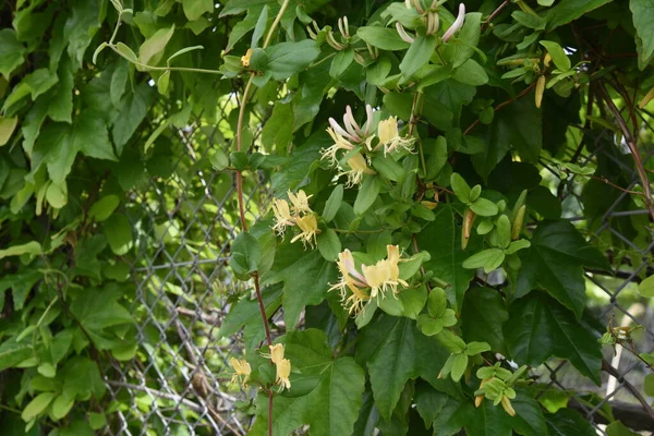 Japońskie Kwiaty Wiciokrzewu Caprifoliaceae Wiecznie Zielone Drzewo Winorośli — Zdjęcie stockowe