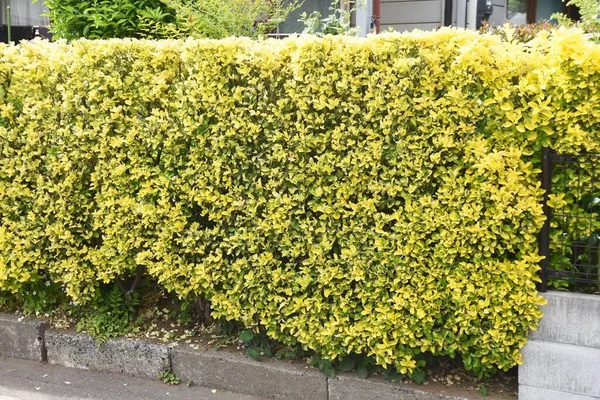 Golden Japanese Spindle Tree Hedge — Stock Photo, Image