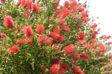 Şişe Fırçası Çiçekleri (Callistemon Specosus). Myrtaceae her zaman yeşil ağaç.