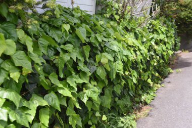 Japon sarmaşığı. Vitaceae yaprak döken sarmaşık .