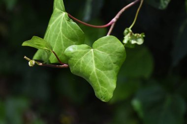Japon sarmaşığı. Vitaceae yaprak döken sarmaşık .