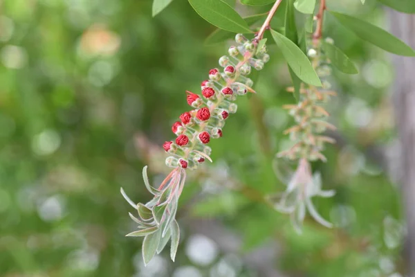 Şişe Fırçası Çiçekleri Callistemon Specosus Myrtaceae Her Zaman Yeşil Ağaç — Stok fotoğraf