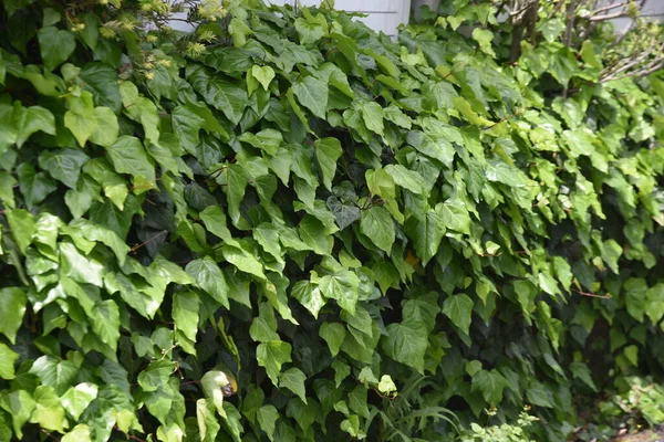 日本常春藤 落叶藤本植物 — 图库照片