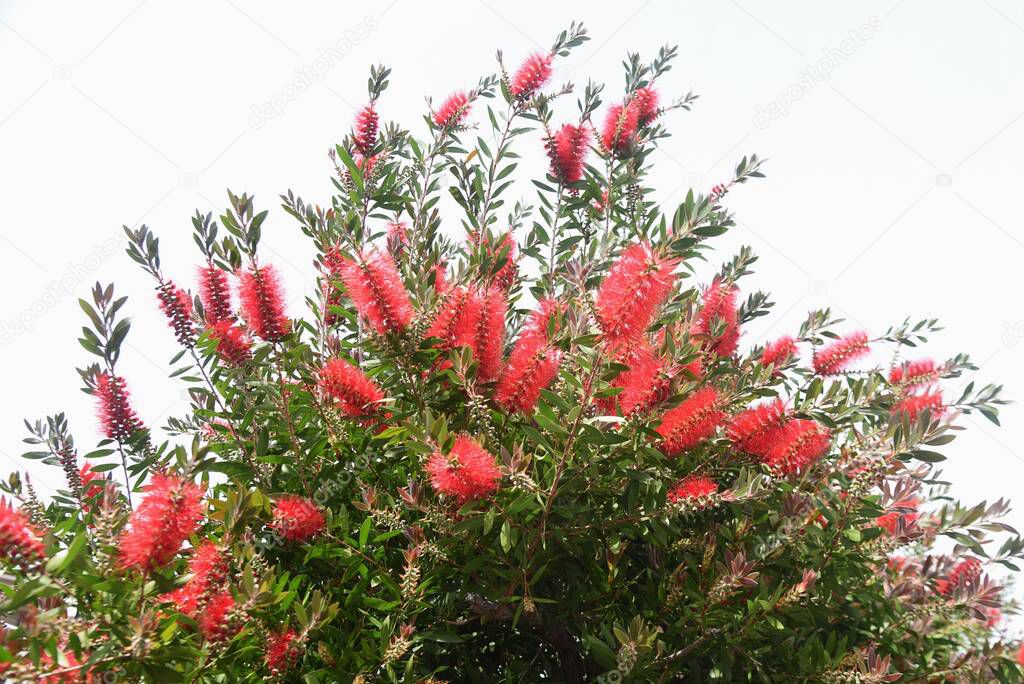 Flowers of Bottlebrush (Callistemon speciosus). Myrtaceae evergreen tree.