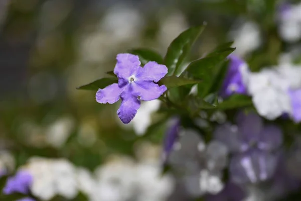 Ayer Hoy Mañana Flores Solanaceae Arbusto Siempreverde — Foto de Stock