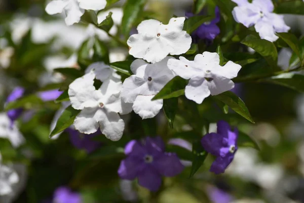 Kemarin Hari Dan Besok Bunga Solanaceae Evergreen Shrub — Stok Foto