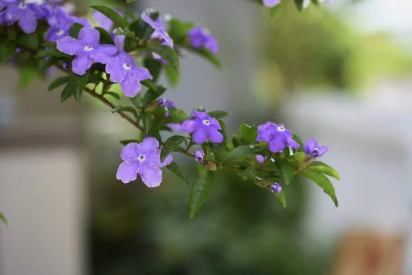 Gisteren Vandaag Morgen Bloemen Solanaceae Groenblijvende Struik — Stockfoto