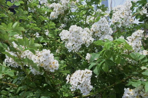 Japán Rózsa Rosa Multiflora Rosaceae Lombhullató Szőlőcserje — Stock Fotó