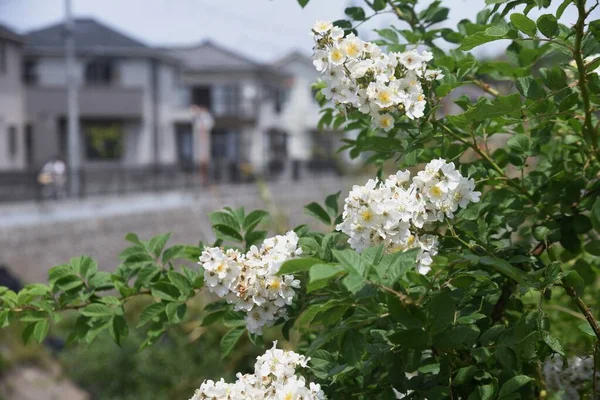 Róża Japońska Rosa Multiflora Krzew Różaniec Liściasty — Zdjęcie stockowe