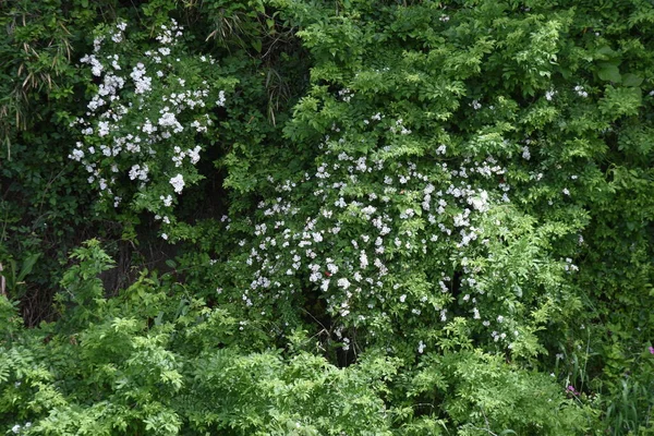 日本のバラ ローザ マルチ植物 落葉性つる性低木 — ストック写真