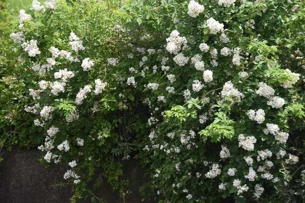 Róża Japońska Rosa Multiflora Krzew Różaniec Liściasty — Zdjęcie stockowe