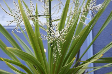 Lahana ağacı çiçek açar. Kuşkonmaz her zaman yeşildir..