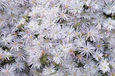  İncirli kadife çiçeği. Aizoaceae daimi bitkisi.