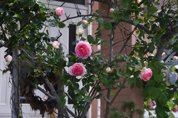 Frühsommerrosen Voller Blüte — Stockfoto