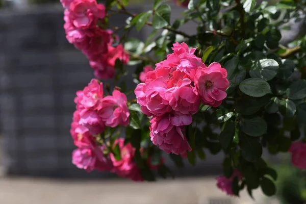 Rose Inizio Estate Piena Fioritura — Foto Stock