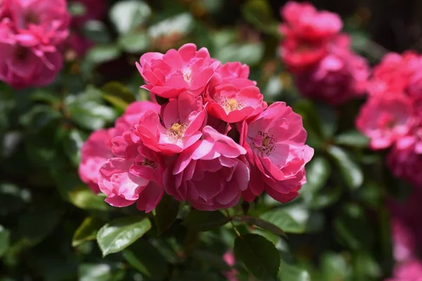 Časné Letní Růže Plném Květu — Stock fotografie