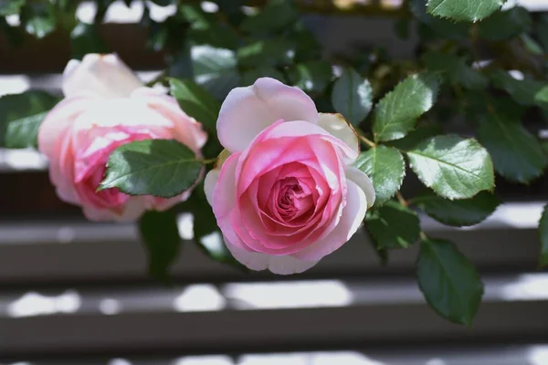 Wczesne Letnie Róże Pełnym Rozkwicie — Zdjęcie stockowe