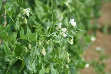 Bezelye ekimi. Bezelye kabuklarla yenilebilen bir fasulye türüdür..